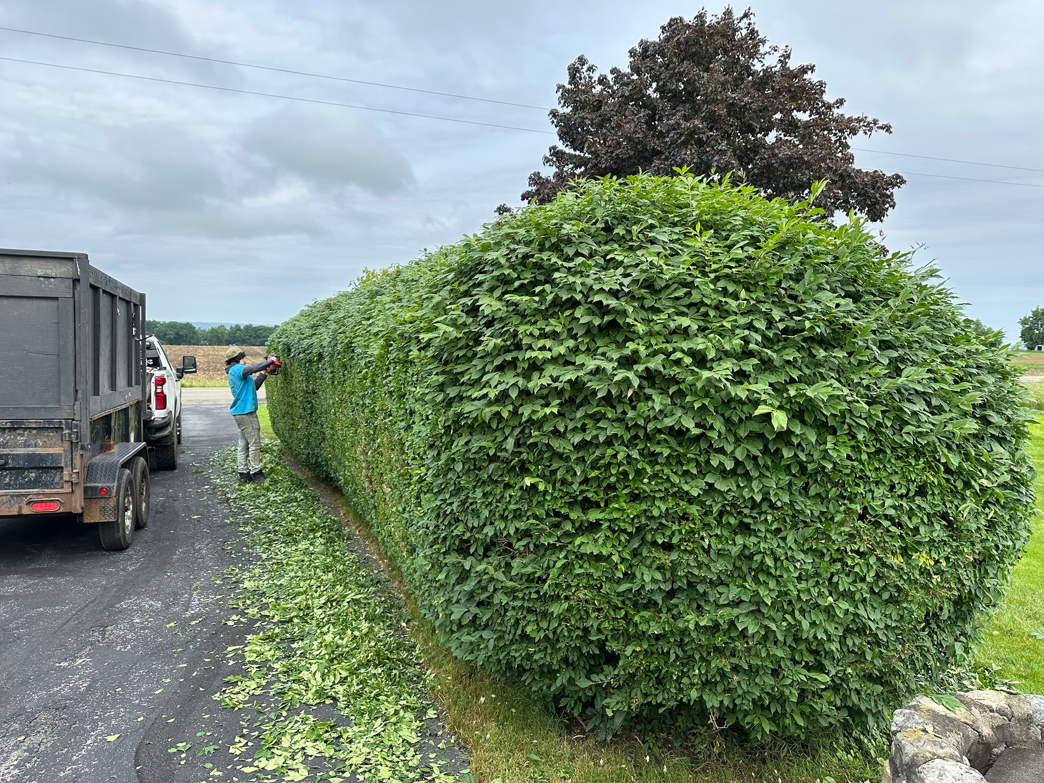 Shrub pruning and hedge trimming