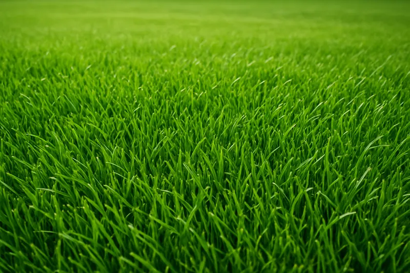 Lawn overseeding service